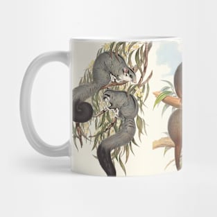 Animals Of Australia The Possums Mug